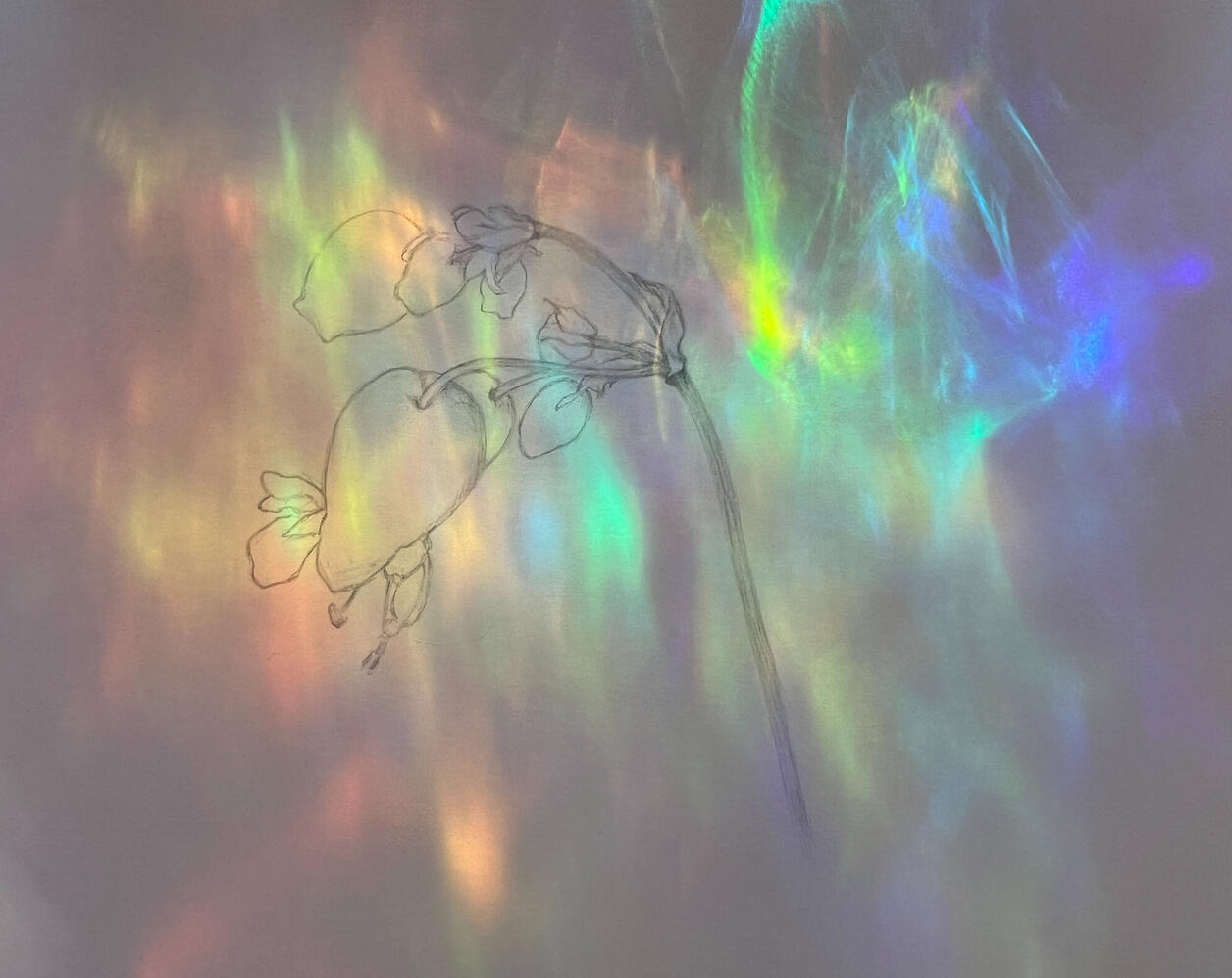 6446